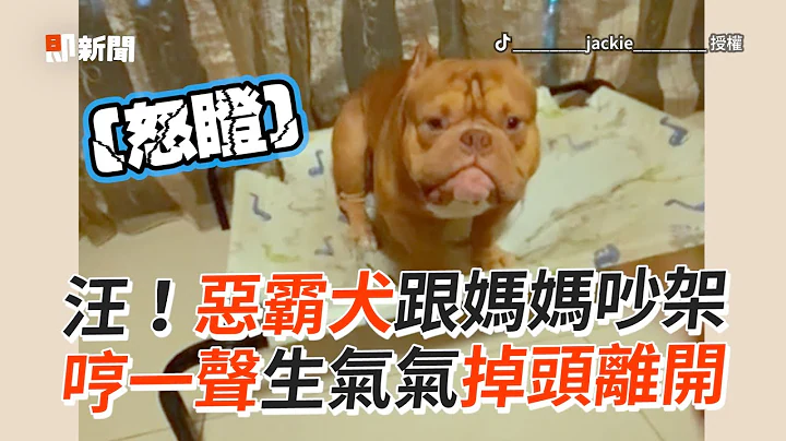 惡霸犬跟媽吵架「哼」一聲生氣氣掉頭離開｜寵物動物｜狗｜搞笑｜鬥嘴｜精選影片 - 天天要聞