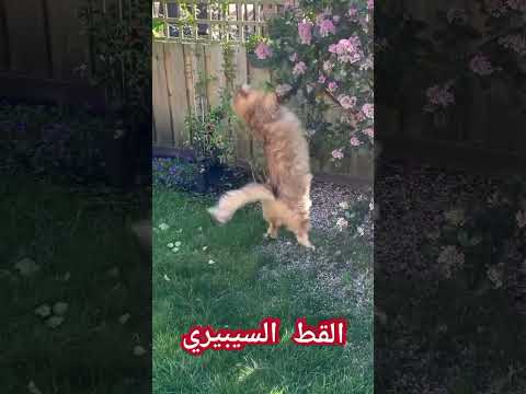 صفات القط السيبيري 