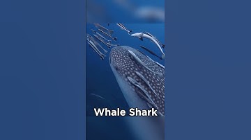 Why Whale Shark Do This? 😲