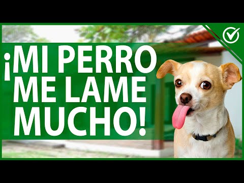 Video: ¿Por qué mi perro lame tanto?