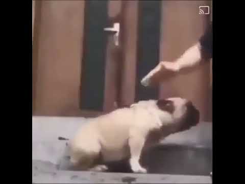 Video: Köpekler Havlayacak – Bununla Başa Çık - Saf Köpek Yavrusu