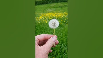 Dandelion Flower