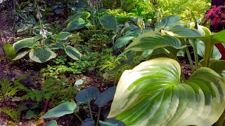 :  Hosta Garden Tour  A Lot of Amazing Hostas Varieties!  Shade Garden in zone 4 