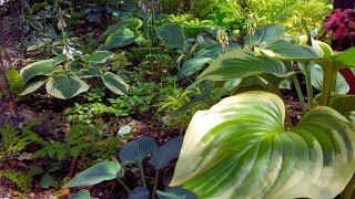 🍃 Hosta Garden Tour – A Lot of Amazing Hostas Varieties! 🍀🌿 Shade Garden in zone 4 🍀