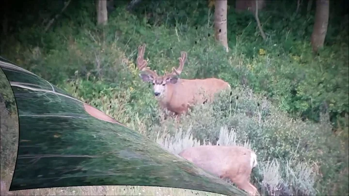 2017 Utah general season archery deer! Big velvet muleys on a general unit public land!
