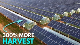 How AgriVoltaics are Changing Agriculture | The Power of Solar Panels