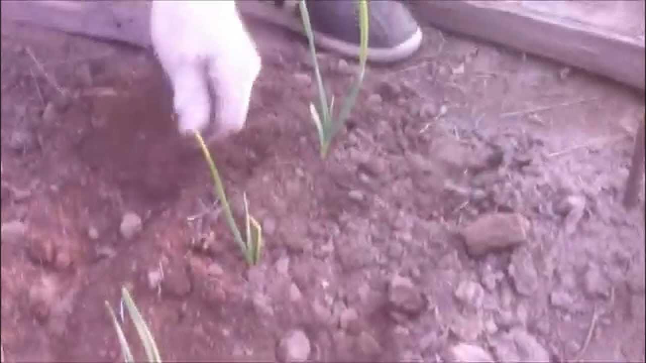 Посадка чеснока на зиму на северо западе. Приспособление для посадки чеснока. ноготки как сажать в открытый грунт весной. сажать ноготки весной когда в открытый грунт семенами.