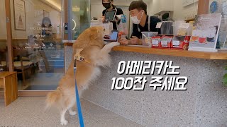 [Kdog life] Why this retriever ordered 100 drinks