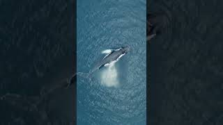 Bali̇na Su Fişkirtiyor