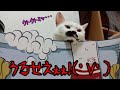 本人に悪気無いけど、もはや騒音