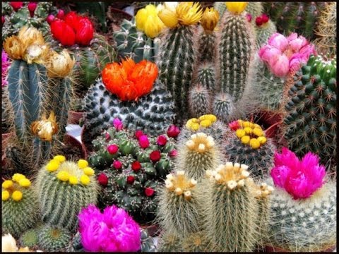 Видео: Какви кактуси често цъфтят с големи цветя