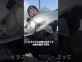 「釣りで生きる道はある？」九州移住した釣りフリーランス、収入不安定で詰んだかも。#釣り #ヒラスズキ #shorts