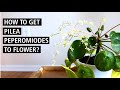 How To Get Pilea Peperomioides To Flower? Should You Remove the Offshoots?