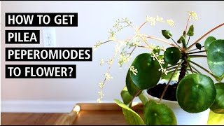 How To Get Pilea Peperomioides To Flower? Should You Remove the Offshoots?