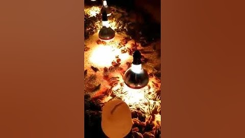 chim cút giống 2 ngày tuổi lục nam