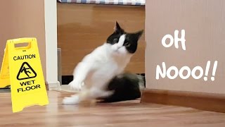 SLIPPING CAT ON WET FLOOR SLIPPING CAT ON WET FLOOR