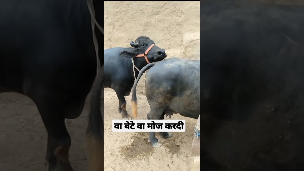 buffalo meeting//Short video