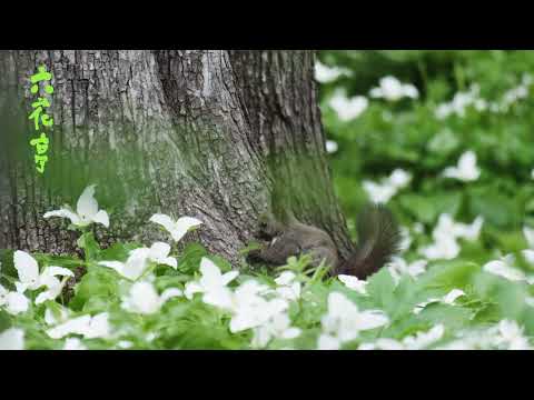 2023年5月六花亭【六花の森CM】