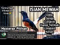 Masteran murai batu full isian tembakan mewah cililin gereja kenari lovebird kapas tembak cigun