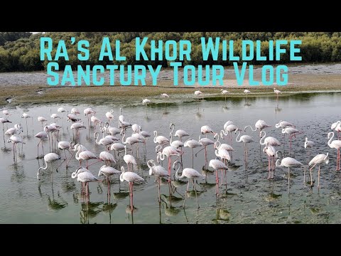 Dubai Ras Al Khor Wildlife Sanctury | Dubai Vlog | Dubai Tour places | Flamingo Birds | Tamil | UAE