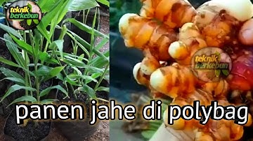 Panen jahe di polybag