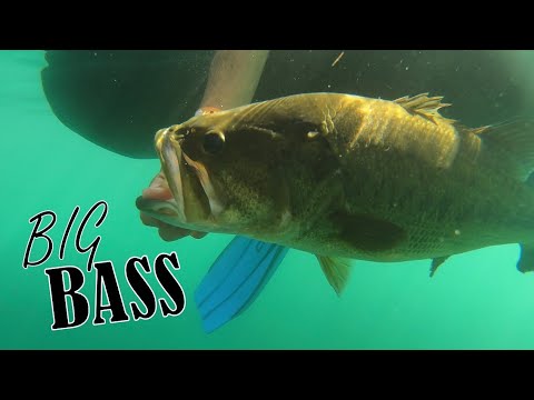 BIG BASS dal BELLY BOAT! Bass Fishing sul Lago di Nemi (4k)
