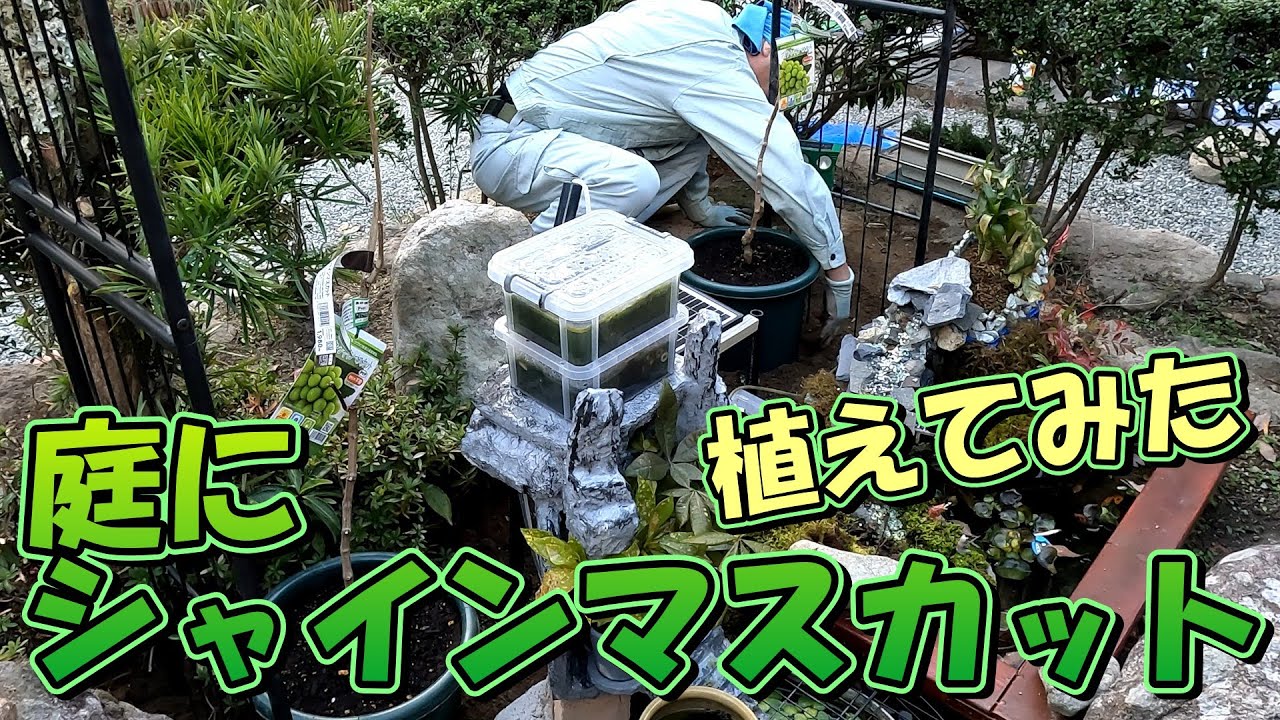 庭にシャインマスカット植えてみた｜ガーデンアーチ支柱が意外とアリ