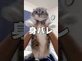 ねこぞー身バレしました・・・衝撃の特定方法がごわすでごわす😭