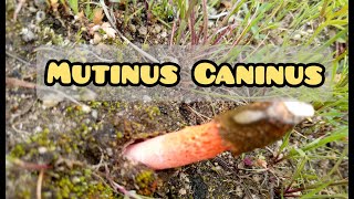 Encontré un hongo (Mutinus Caninus) Ravenelii , elegants
