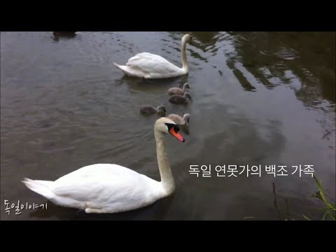 독일 연못가의 백조 가족