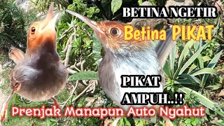 Pikat Betina Ngetir Bersautan Prenjak Jantan Gacor Dor Ampuh