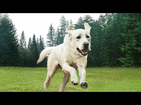 كلب مريض بيتوه فى الغابه وبيرفض صاحبه يتخلى عنه ويمشى فيلم  