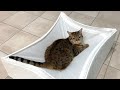 まったりしてるのを邪魔したら猫に怒られました