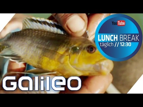 Malawi Buntbarsche: Der Weg der Aquariumfische | Galileo Lunch Break