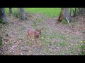 Animaux sauvages au piège photo (chevreuils, renards, blaireaux,...) - Full HD