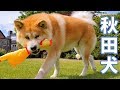 AKITA INU - Reacting To A Crazy Chicken | 秋田犬