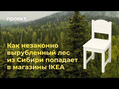 Как незаконно вырубленный лес из Сибири попадает в магазины IKEA