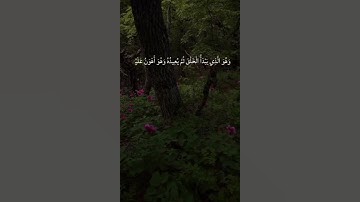 قارئ الكردي