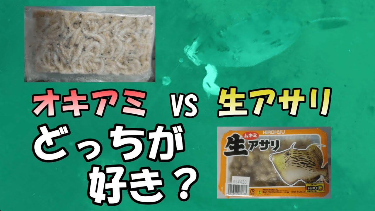 【エサ対決】オキアミと生アサリどっちが好き？【カワハギ釣り】