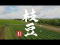 【謹製 新潟】新潟県産がおいしい理由【枝豆編】