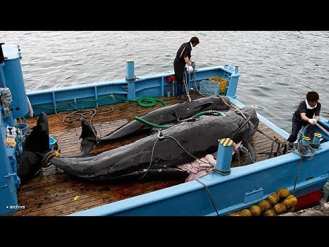 تصویری: ژاپن پس از صدور رای دادگاه سازمان ملل ، شکار نهنگ های قطب جنوب را دوباره طراحی کرد