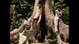 THE BLUE DIAMONDS     Bila Angrek Berbunga