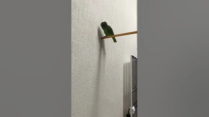 Loro americano