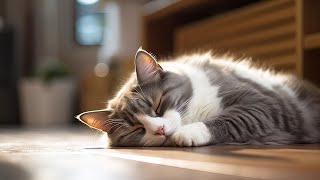 Music for Nervous Cats  Soothing Sleep Music, Deep Relaxation Music For Your Pet