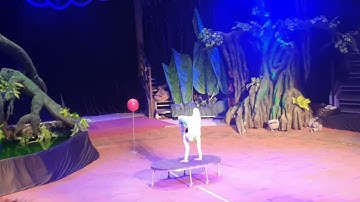 Hai anh em Bill & GATES đi xem xiếc ở rạp xiếc công viên Gia Định - phần 2