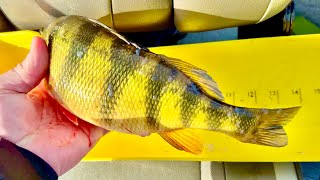 How to Catch Mississippi River Jumbo Perch in the Spring!