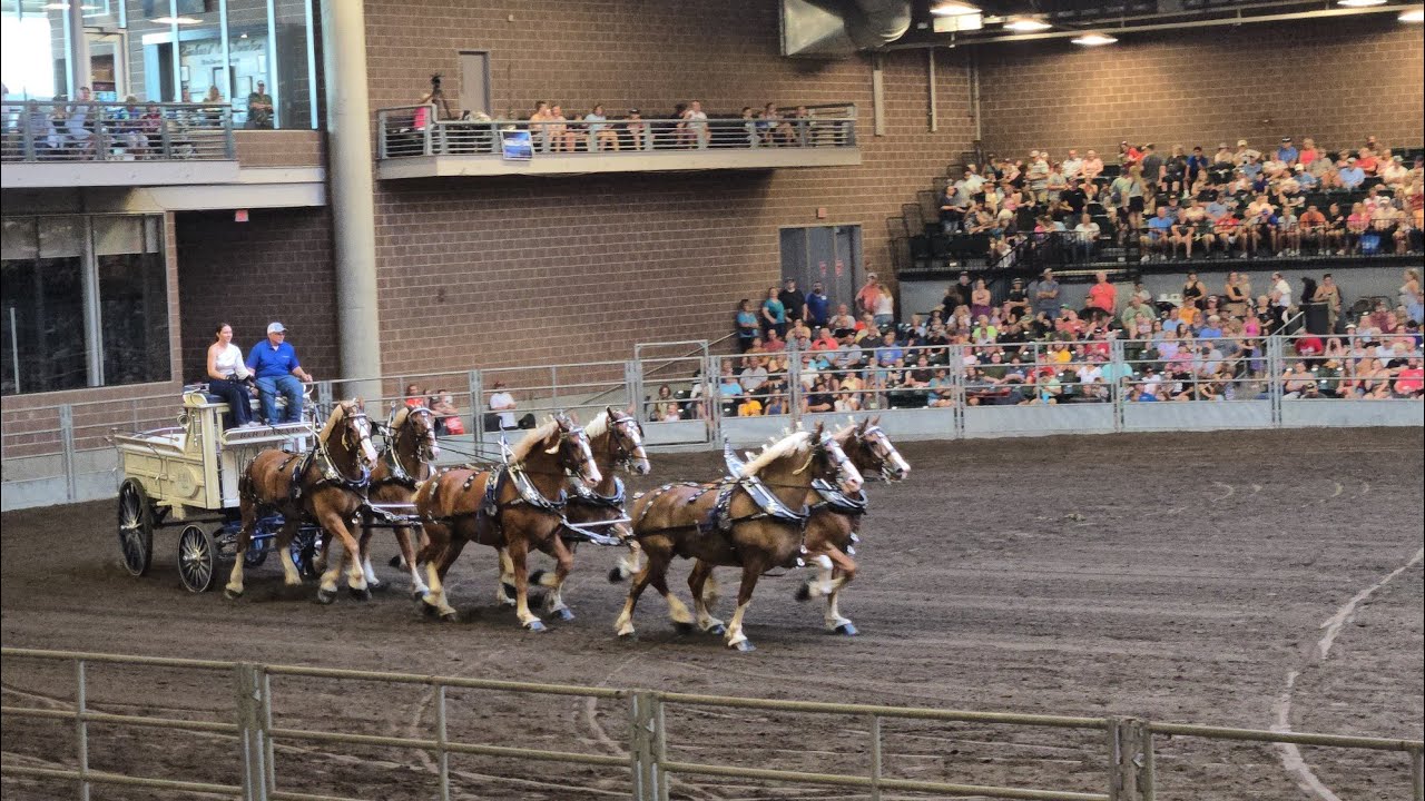 2025 Iowa State Fair Belgian show (with placing results)