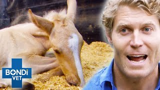 Frail Foal Desperately Needs A New Mom After His Died  | Bondi Vet Clips | Bondi Vet