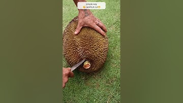 simple and shortcut jackfruit cut 😋👍😁#shorts #youtubeshorts #trending #fruit