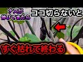 ナスこれすれば1株200本！超重要な仕立てと摘芯・切り戻しを図解で完全解説！一枝一果法、たくさん収穫できる脇芽整枝方法、下葉かき